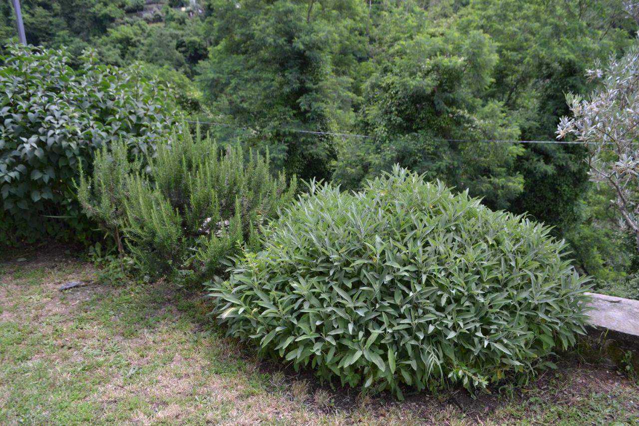 La Limonaia Di Casagrande Villa Barga Kültér fotó